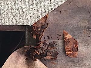 IMG_2486.jpg