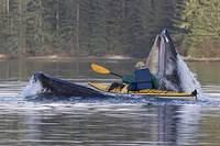29833.Whale and kayak 2.jpg.jpg.yafupload
